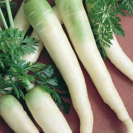 Carrot - Lunar White - 100 seeds - Small Garden Sowing