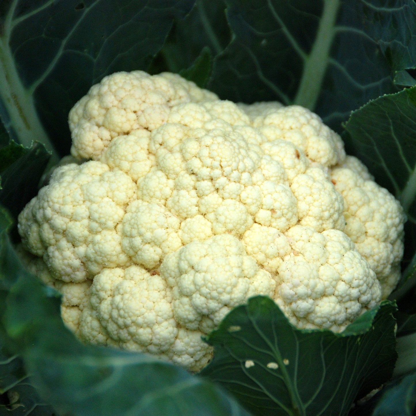 Cauliflower - All The Year Round - 50 seeds - Small Garden Sowing