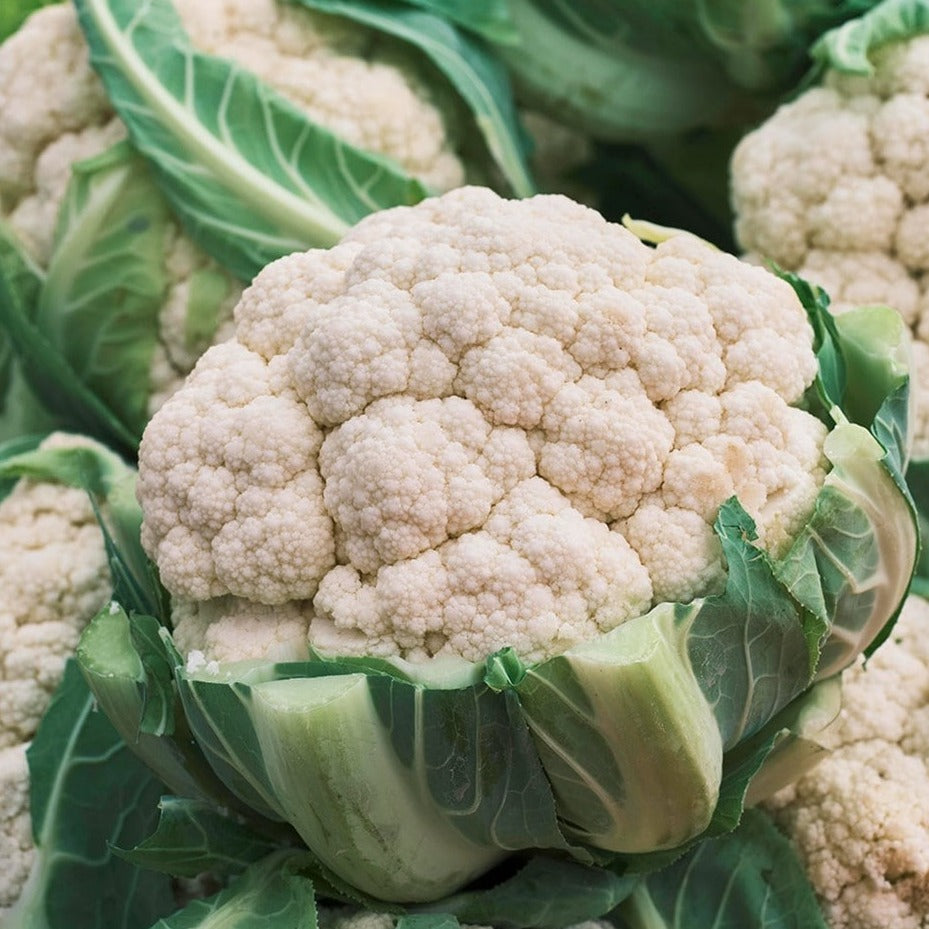 Cauliflower - Igloo - 50 seeds - Small Garden Sowing