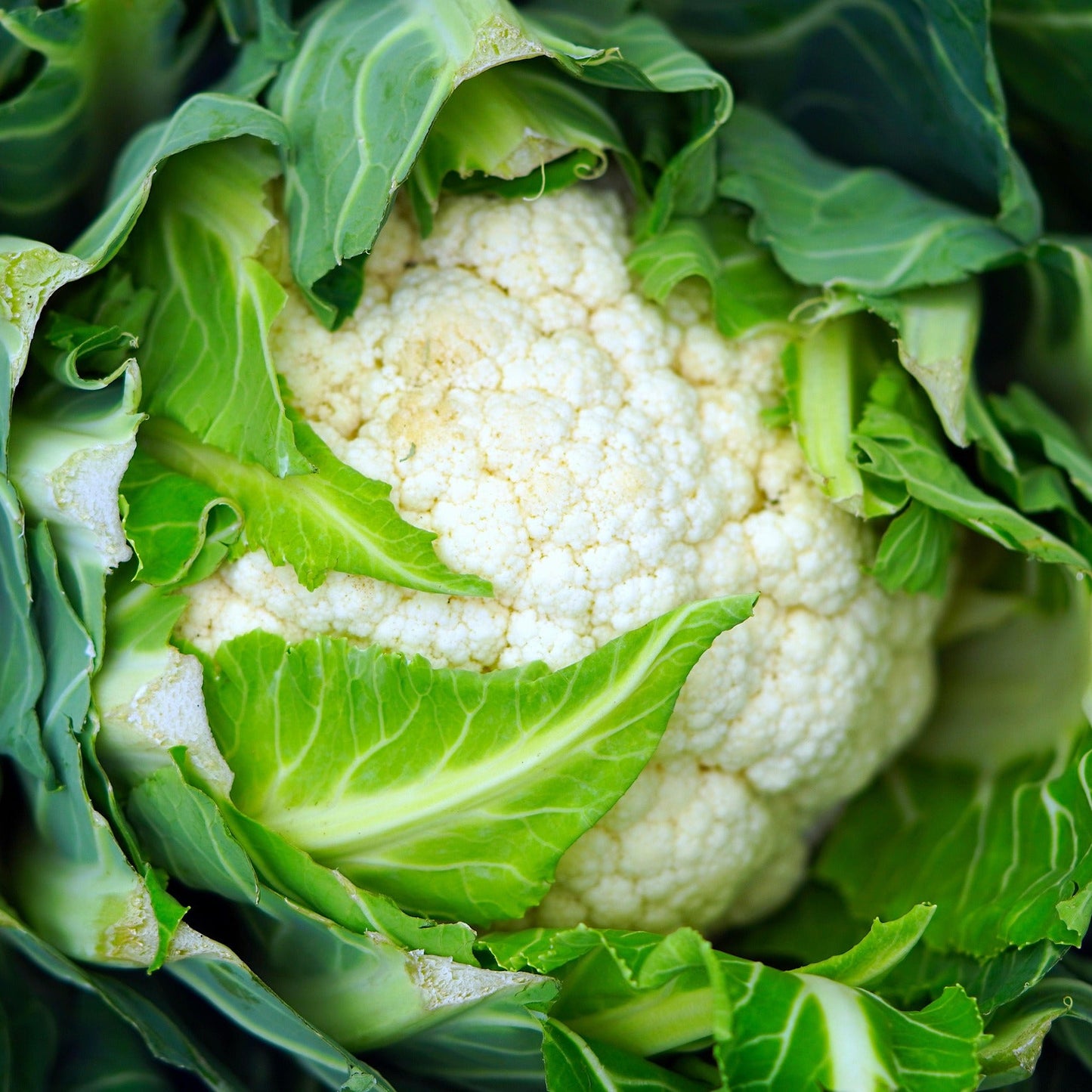 Cauliflower  - Snowball - 50 seeds - Small Garden Sowing