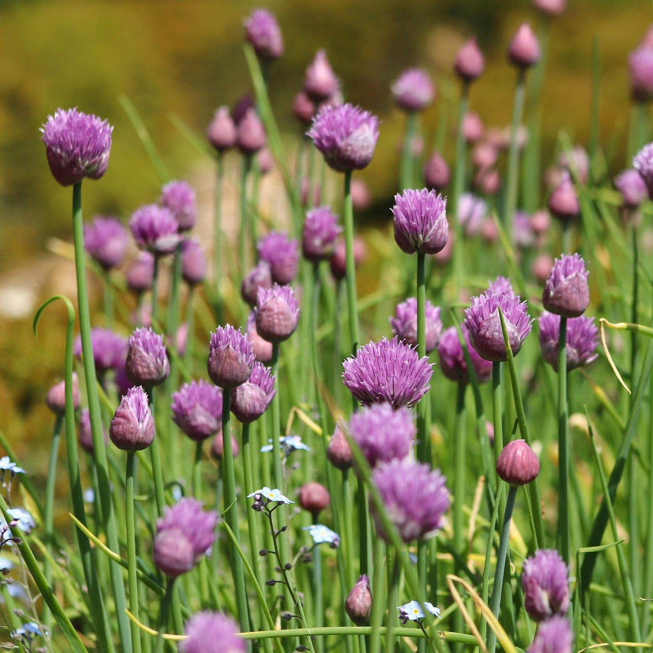 Chives - 50 seeds - Small Garden Sowing