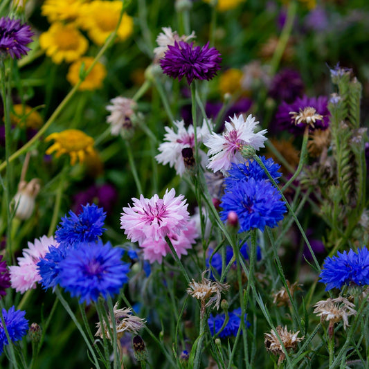 Cornflower - Polka Dot Mixed - 50 seeds - Small Garden Sowing