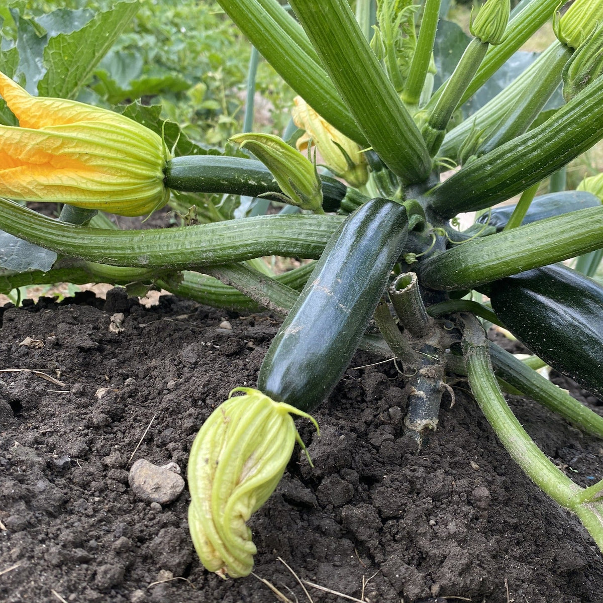 Courgette - Black Beauty Dark Fog – Small Garden Sowing
