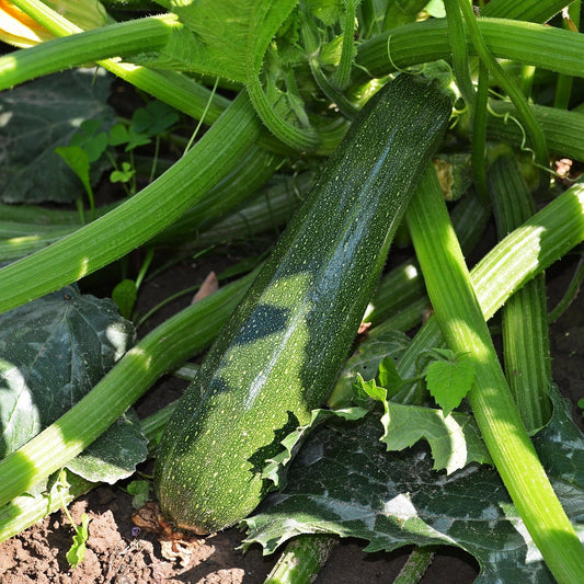 Courgette - Green Bush - 5 seeds - Small Garden Sowing