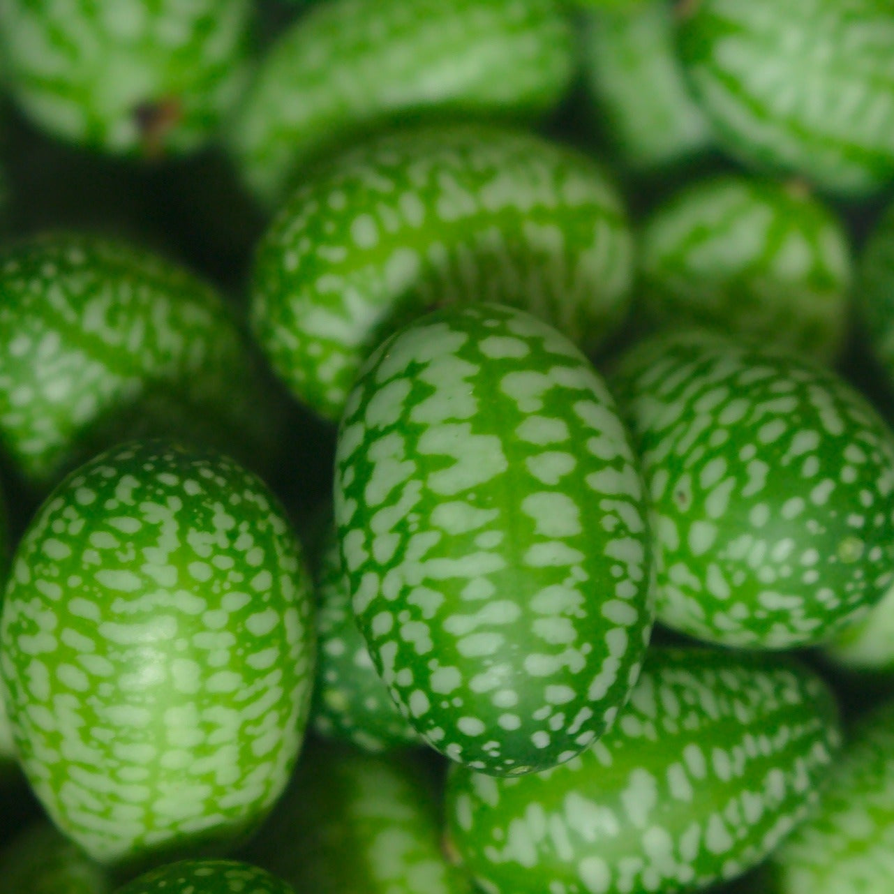 Cucamelon - 10 seeds - Small Garden Sowing