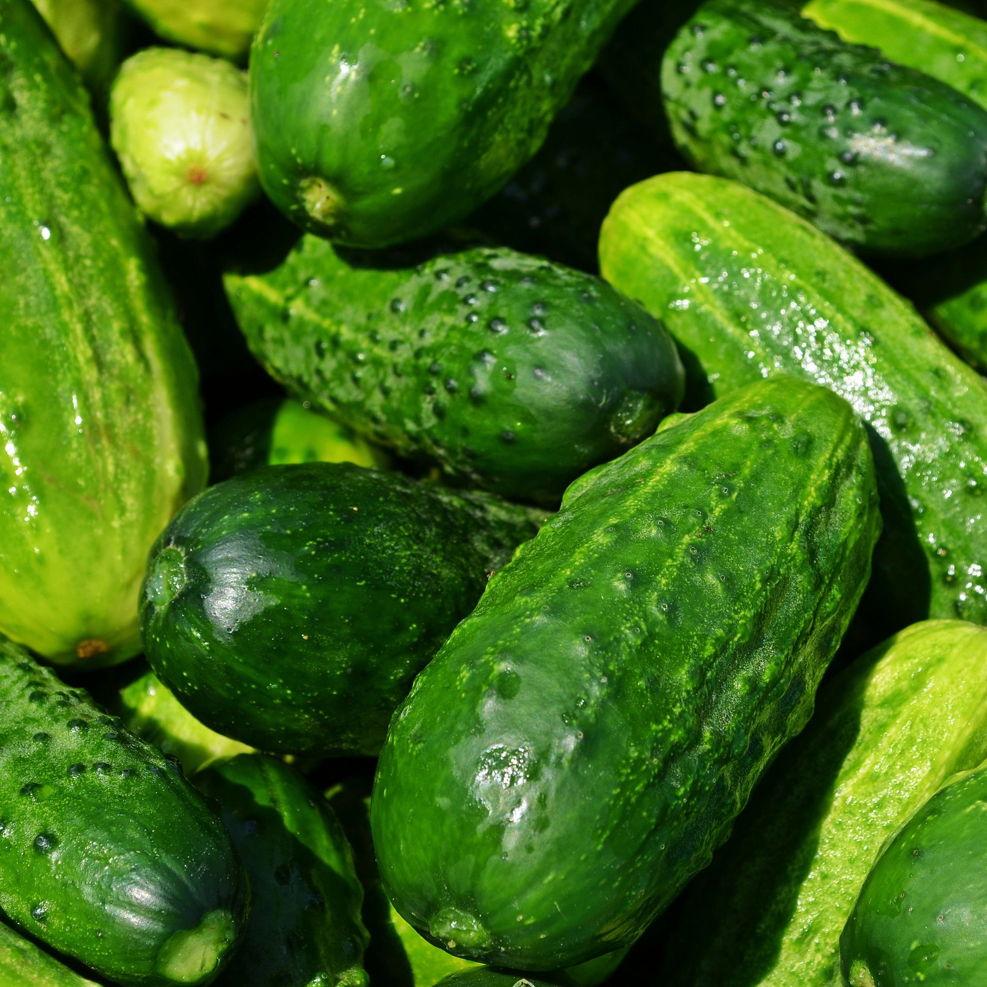 Cucumber Gherkin National - 10 seeds - Small Garden Sowing