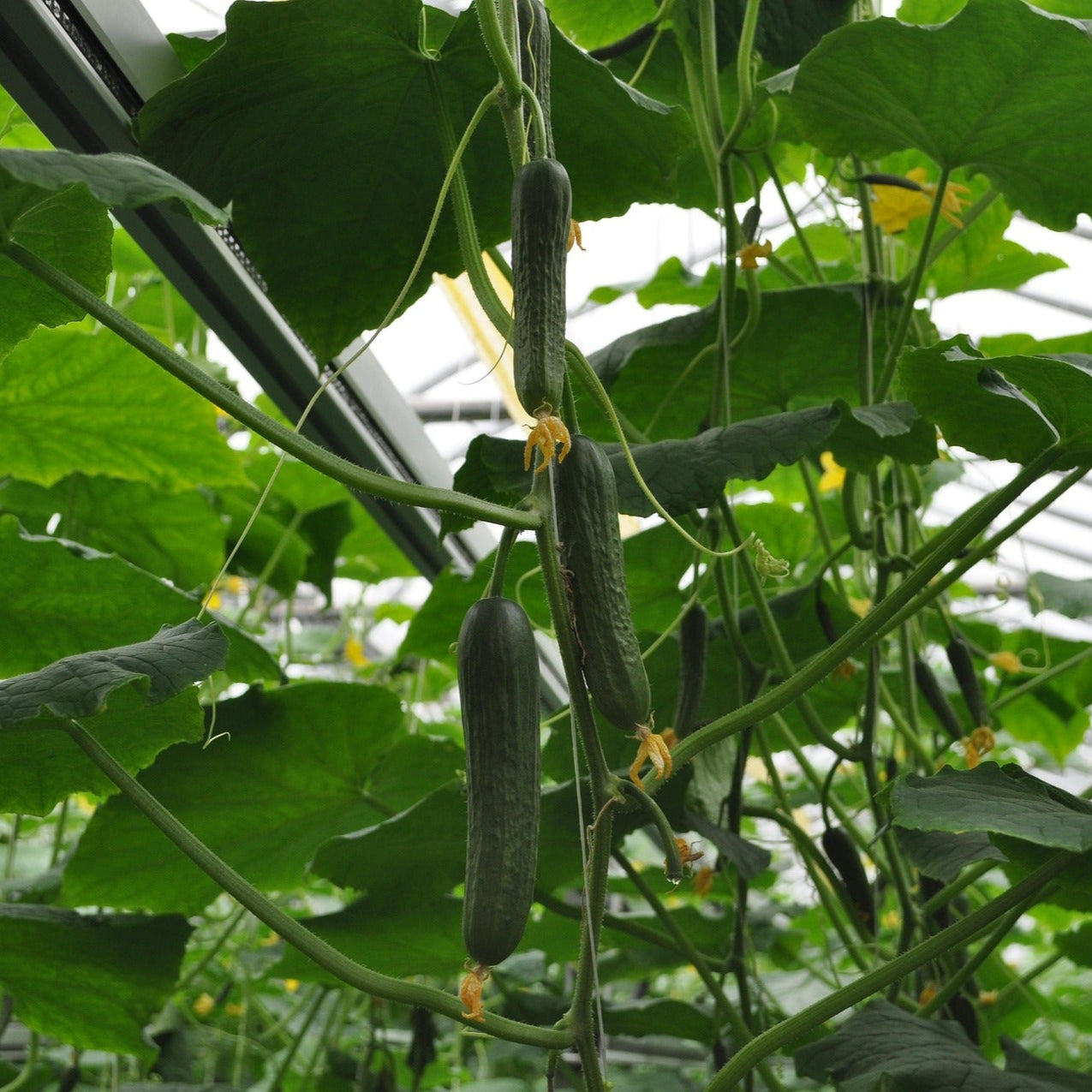 Cucumber - Perfection - 10 seeds - Small Garden Sowing