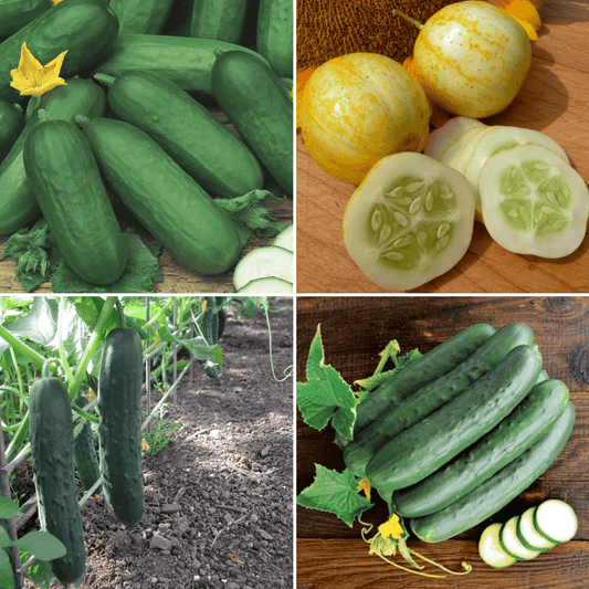 Cucumber Sowing Pack - Beth Alpha, Crystal Lemon, Marketmore, Perfection
