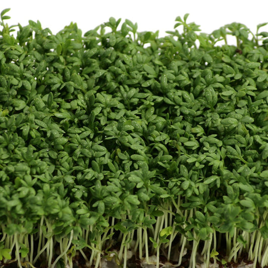 Garden Cress - Curled - 250 seeds - Small Garden Sowing