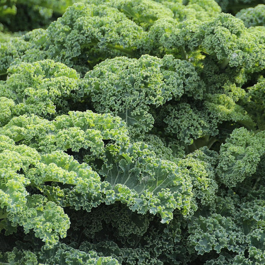 Kale - Dwarf Green Curled - 50 seeds - Small Garden Sowing