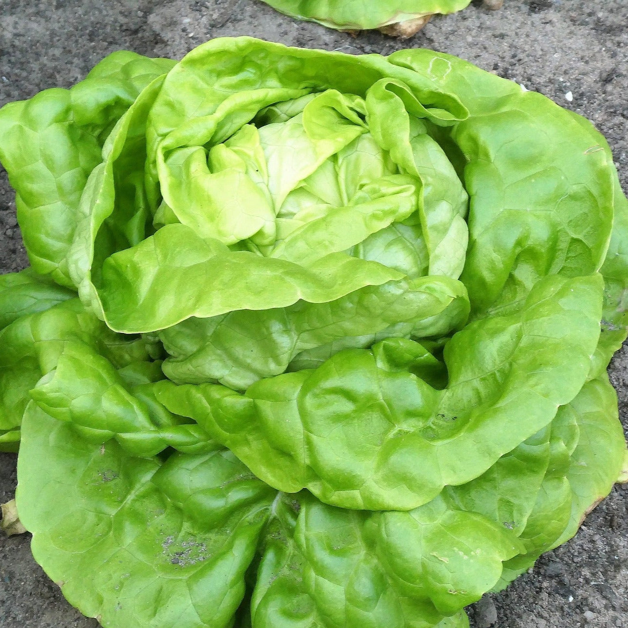 Lettuce - Arctic King - 70 seeds - Small Garden Sowing