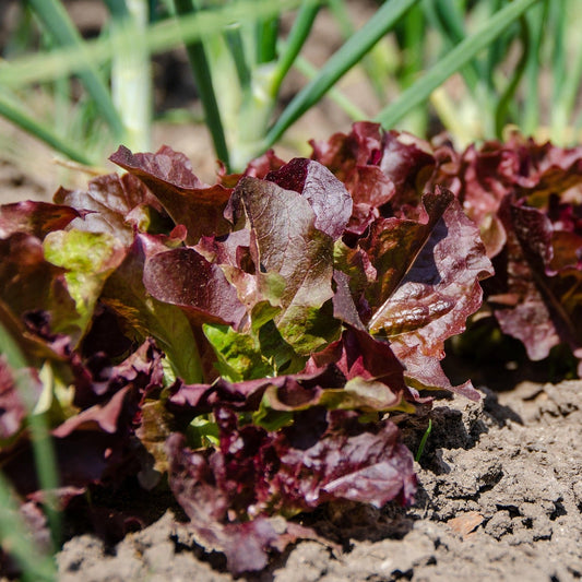 Lettuce - Salad Bowl Red - 70 seeds - Small Garden Sowing