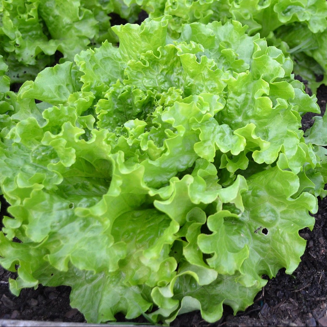 Lettuce - Salad Bowl - 70 seeds - Small Garden Sowing