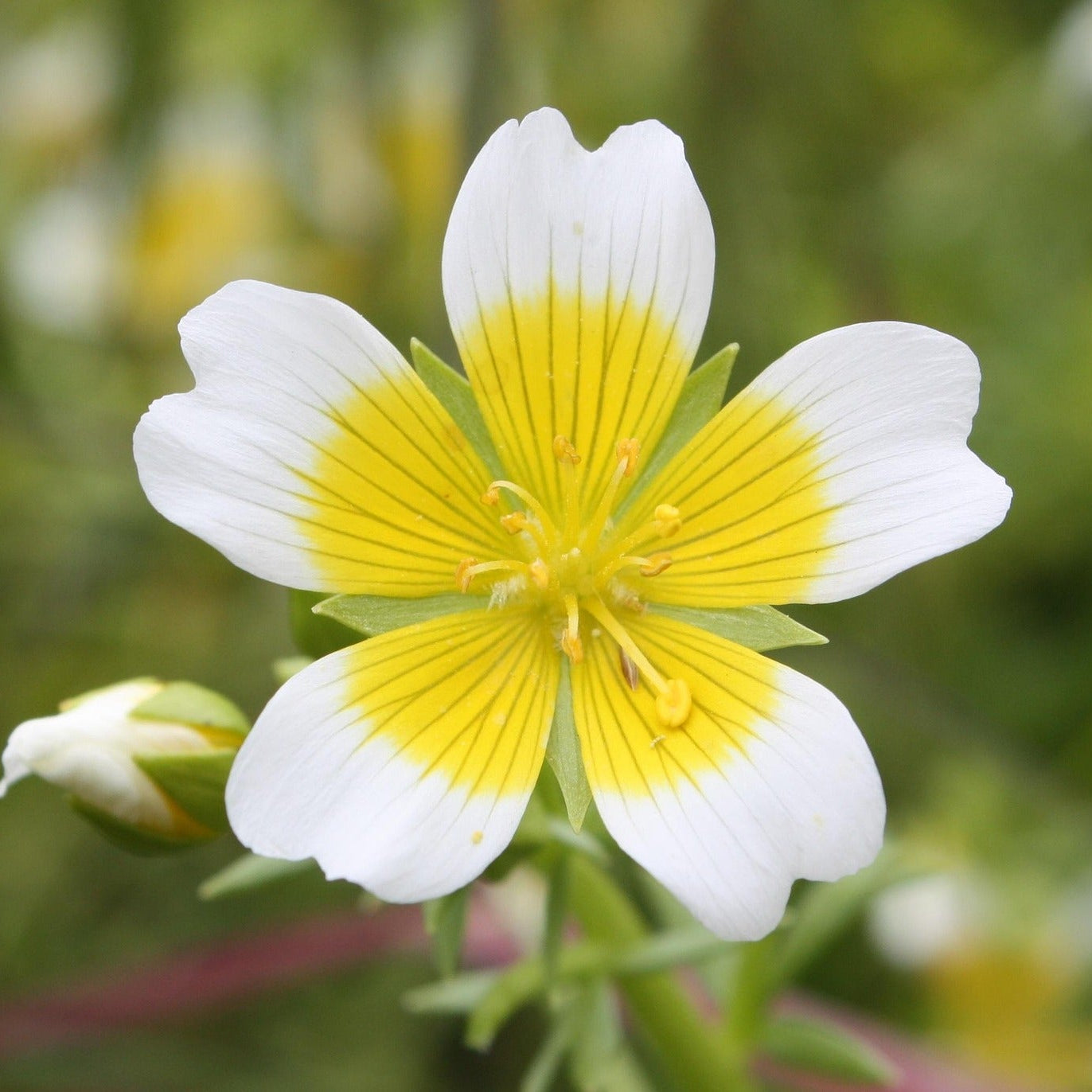 Limnanthes - Poached Egg Plant - 50 seeds - Small Garden Sowing