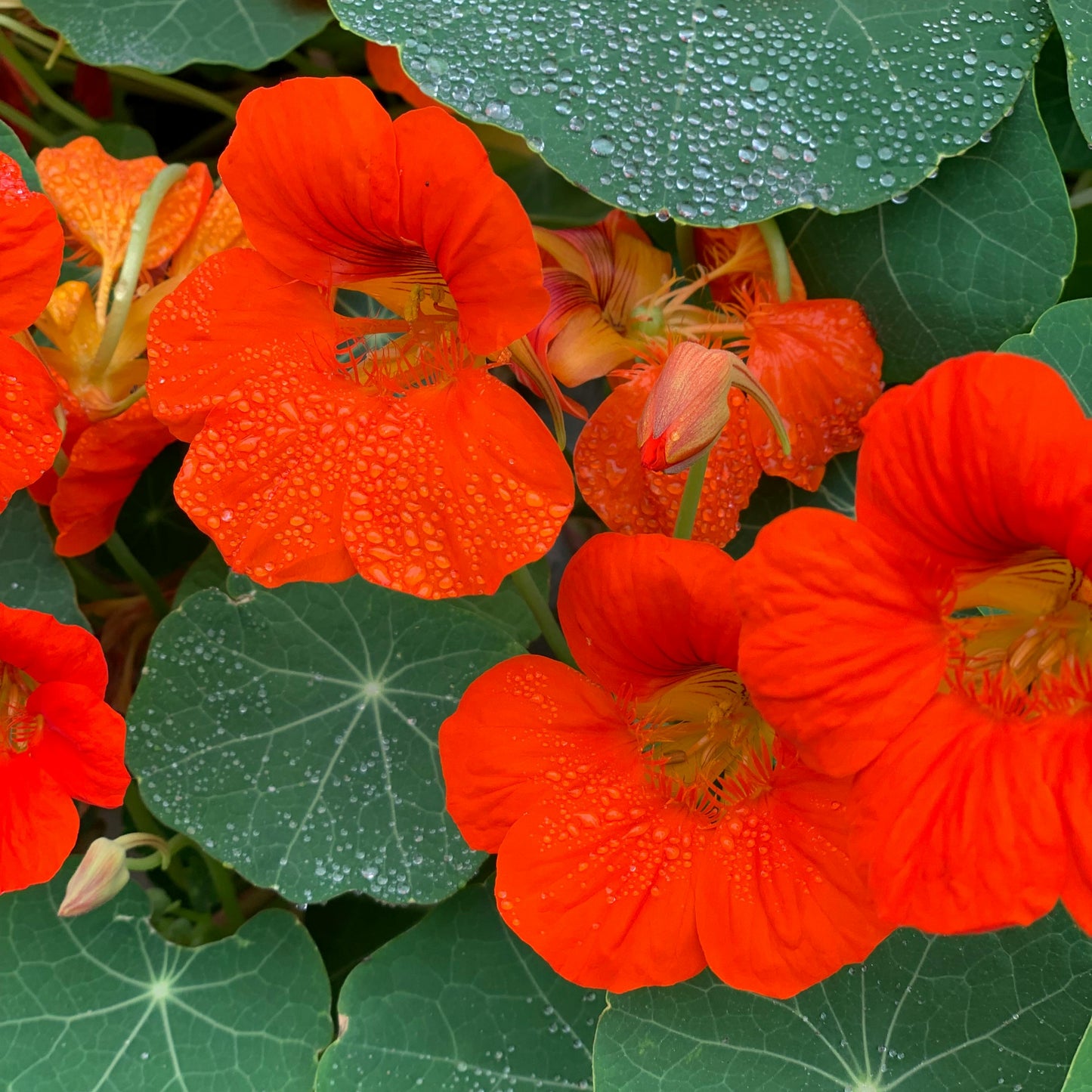 Nasturtium- Empress Of India - 15 seeds - Small Garden Sowing