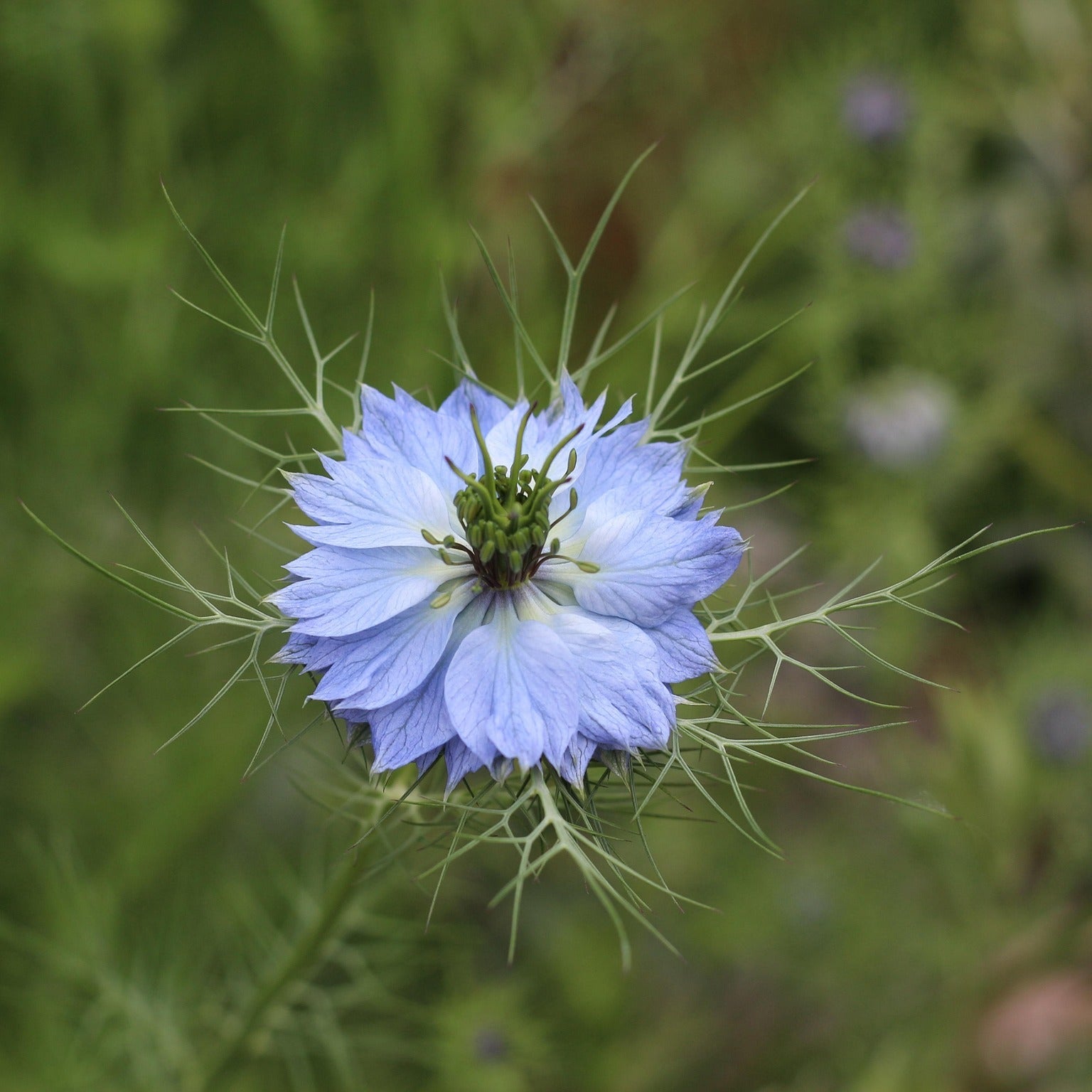 Nigella - Miss Jekyll - 100 seeds - Small Garden Sowing