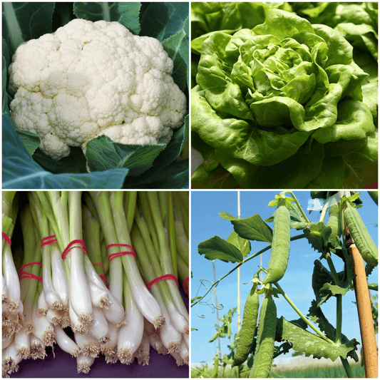 October Overwintering Pack: All The Year Round Cauliflower, Arctic King Lettuce, White Lisbon Spring Onions, Douce Provence Pea