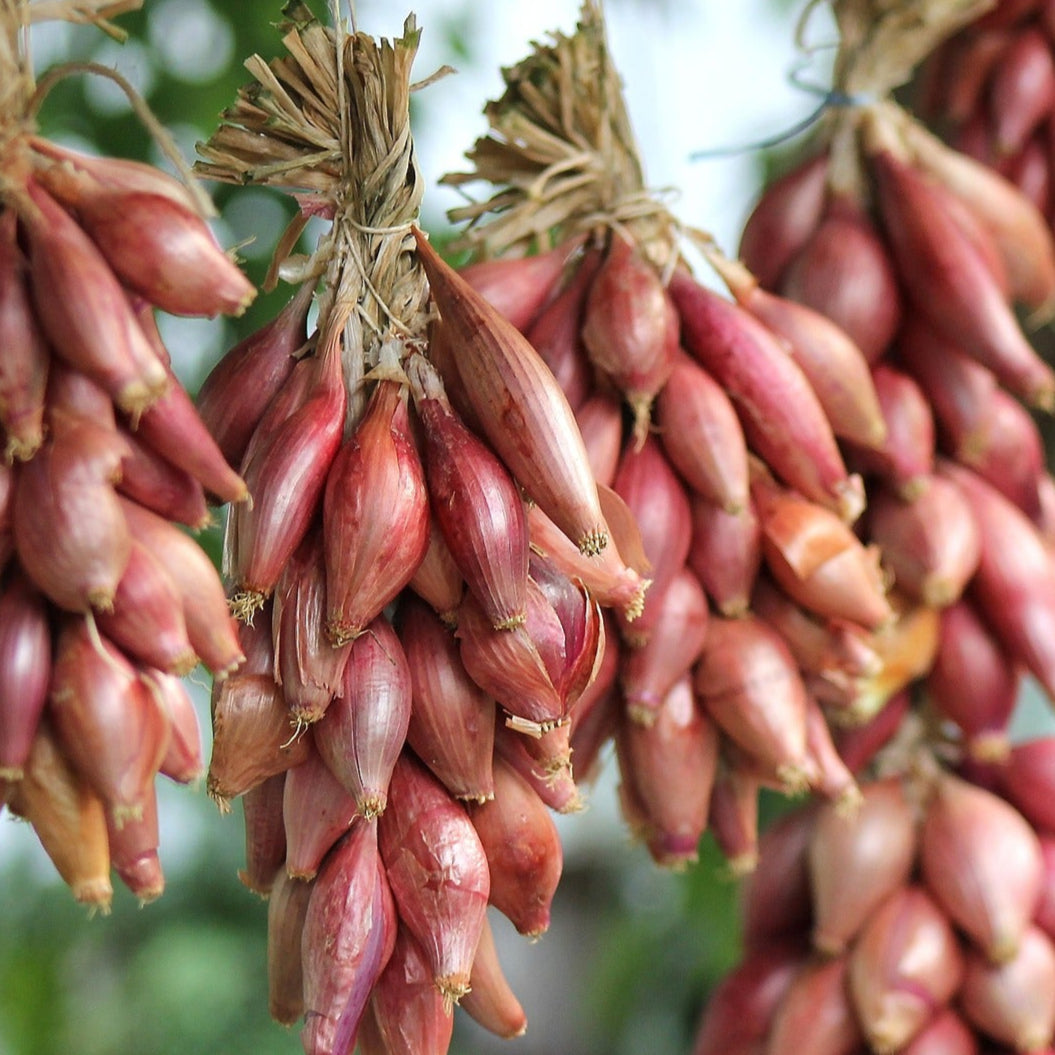 Onion - Long Red Florence - 100 seeds - Small Garden Sowing