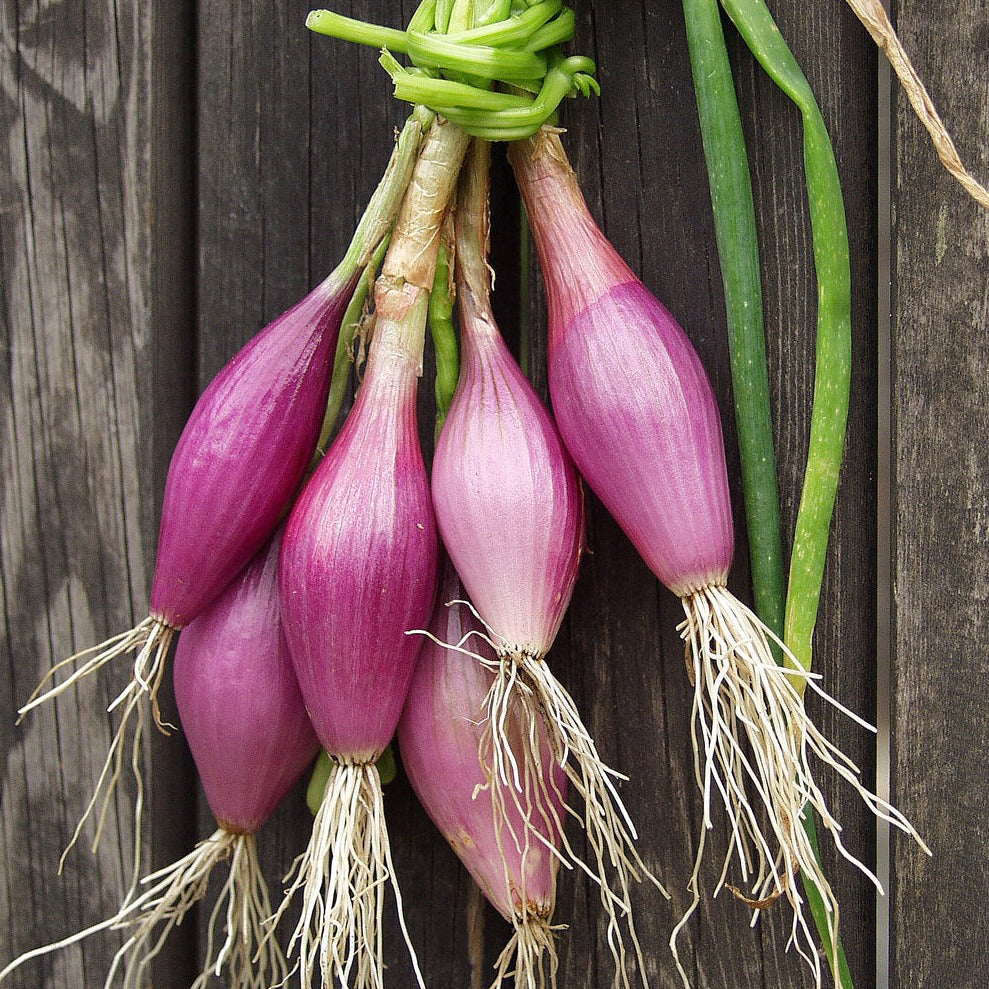 Onion - Long Red Florence - 100 seeds - Small Garden Sowing