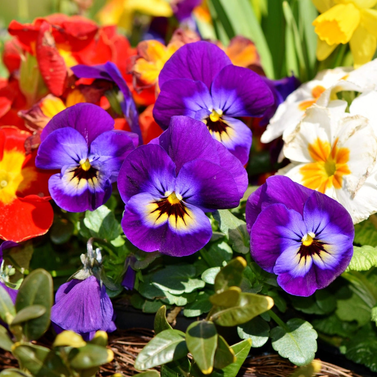 Pansy - Swiss Giant Mixed - 100 seeds - Small Garden Sowing