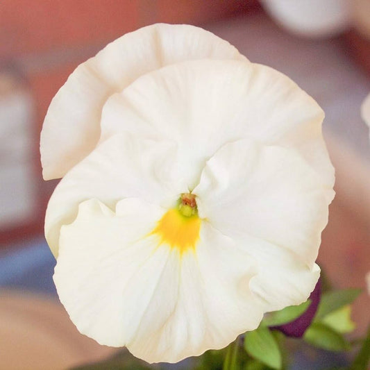 Pansy - Swiss Giant White Lady - 55 seeds