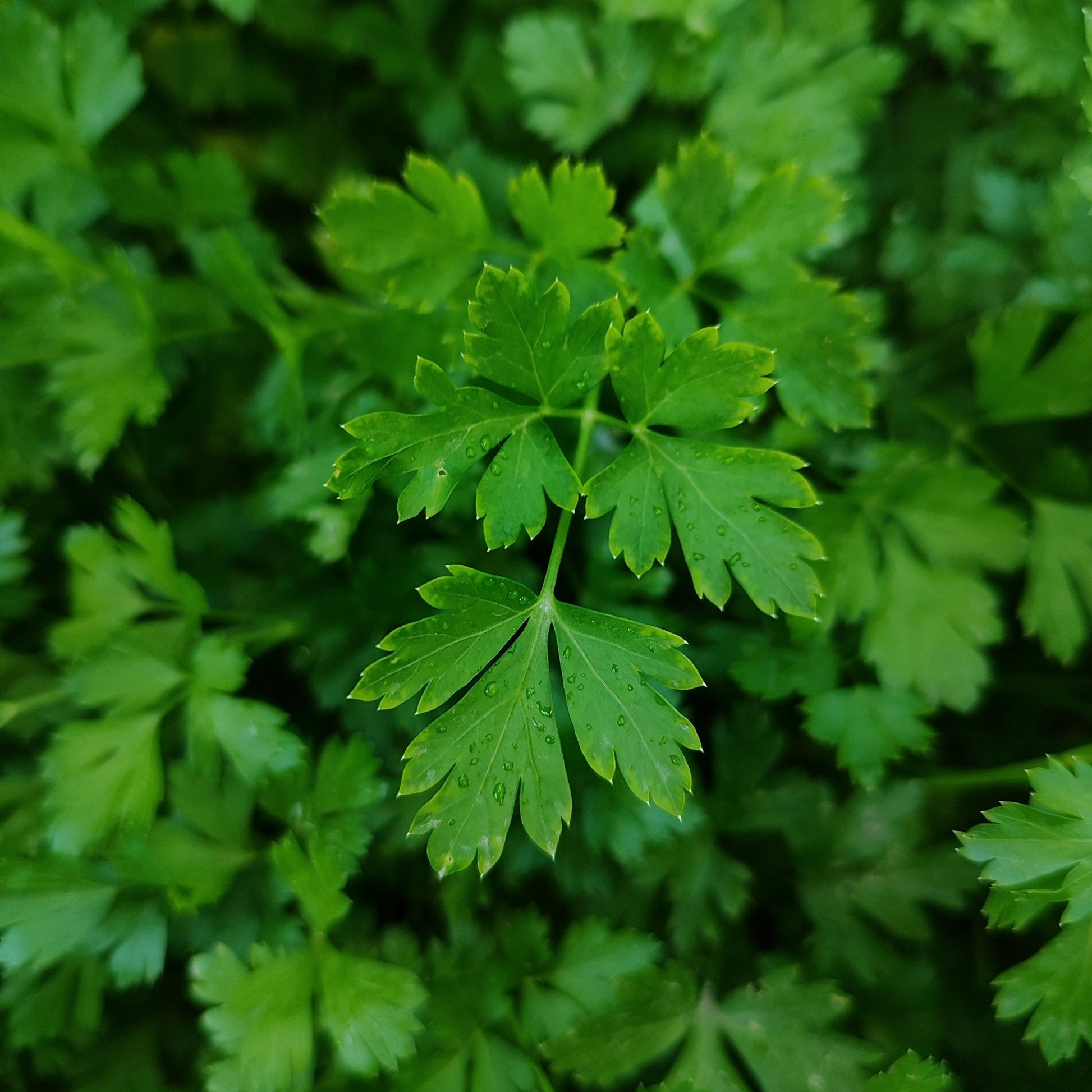 Parsley - Italian Giant - 70 seeds - Small Garden Sowing