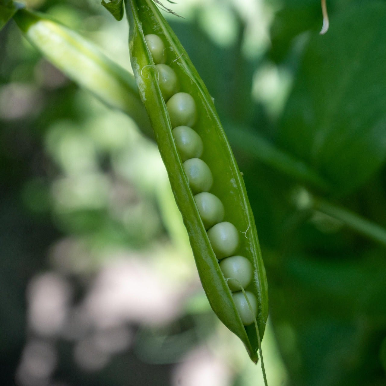 Pea - Meteor Dwarf First Early - 15 seeds - Small Garden Sowing