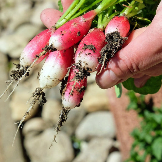 Radish - French Breakfast - 100 seeds - Small Garden Sowing