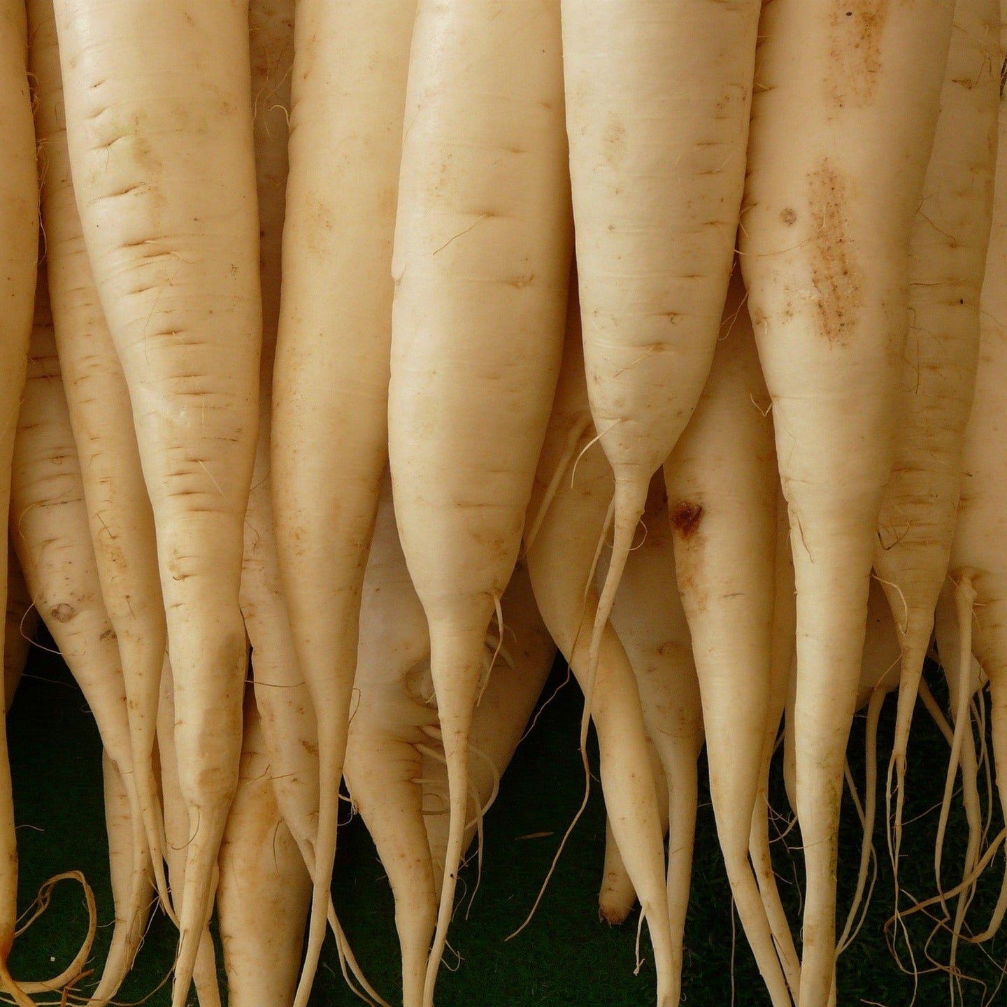 Radish - Icicle (long white) - 100 seeds - Small Garden Sowing