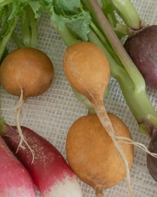 Radish  - Zlata Yellow- 75 seeds - Small Garden Sowing