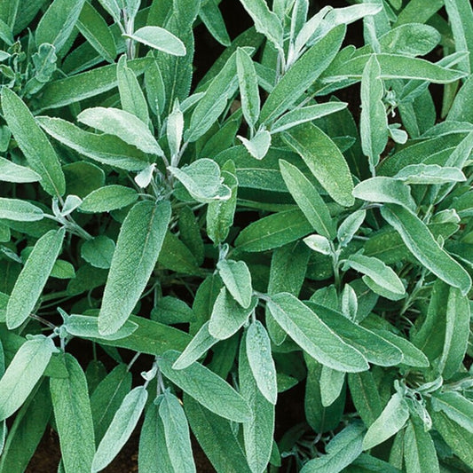 Sage - Common - 15 seeds - Small Garden Sowing