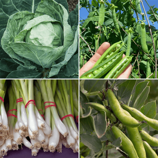 September Overwintering Pack: Durham Early Cabbage, Meteor Dwarf Pea, White Lisbon  Spring Onions, Aquadulce Claudia Bean