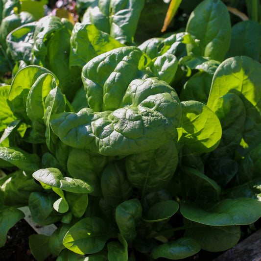 Spinach - Medania - 50 seeds - Small Garden Sowing