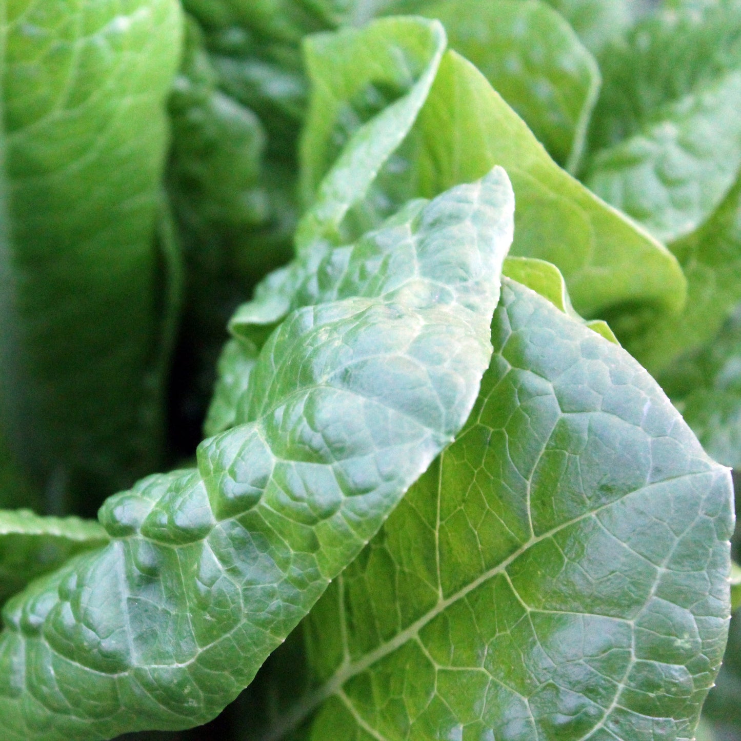 Spinach - Medania - 50 seeds - Small Garden Sowing