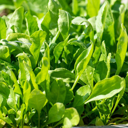 Spinach - Perpetual - 50 seeds - Small Garden Sowing