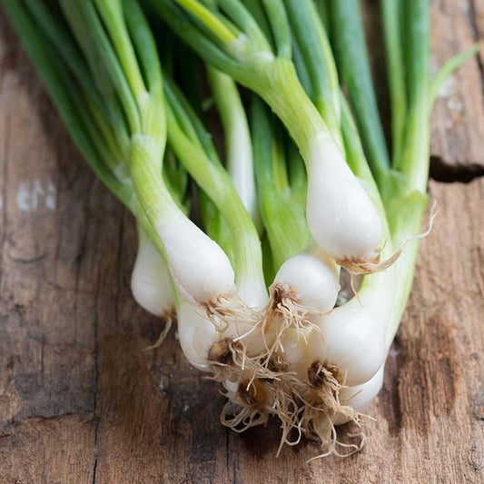 Onion - Spring - White Lisbon - 100 seeds - Small Garden Sowing