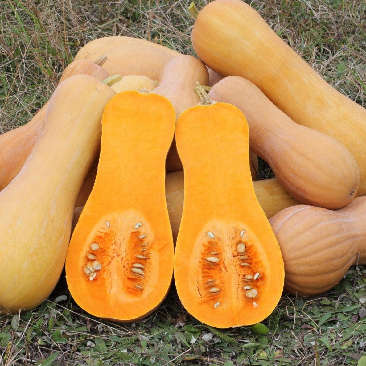 Squash - Waltham Butternut - 5 seeds - Small Garden Sowing
