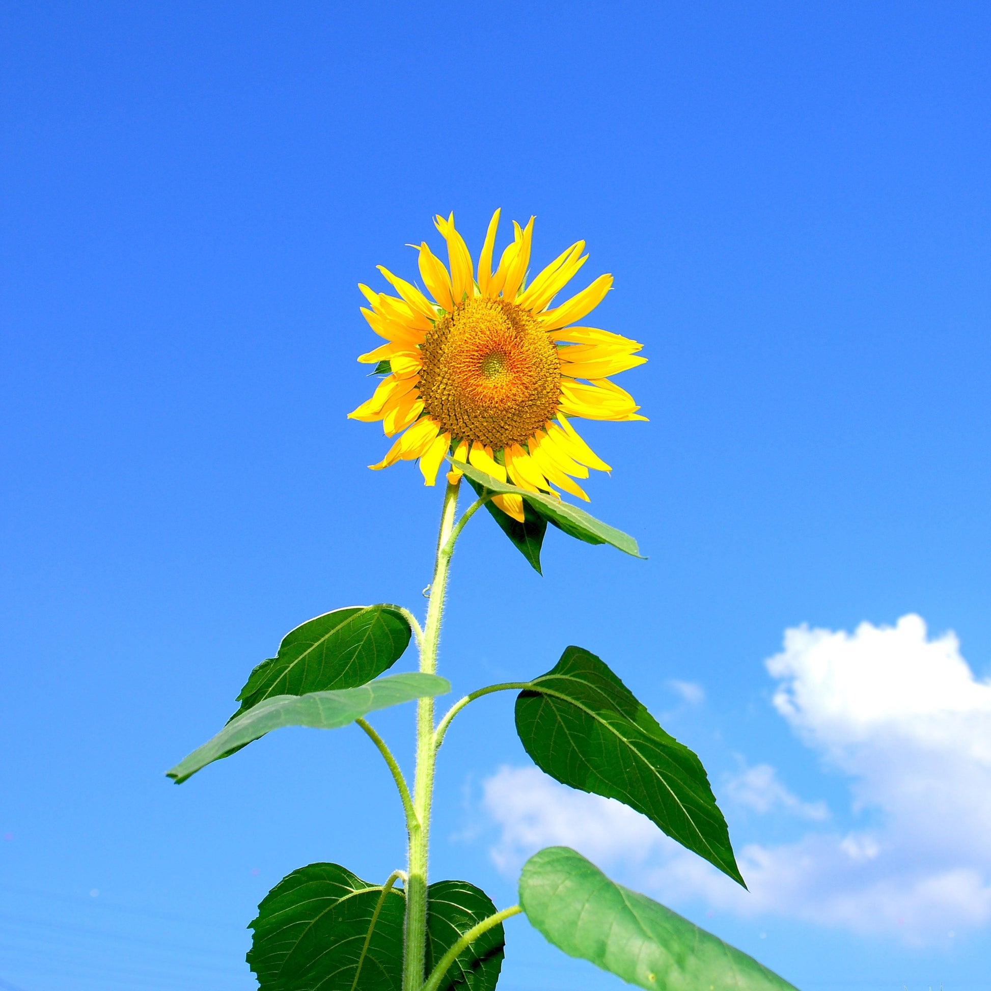 Sunflower - Tall Single - 20 seeds - Small Garden Sowing