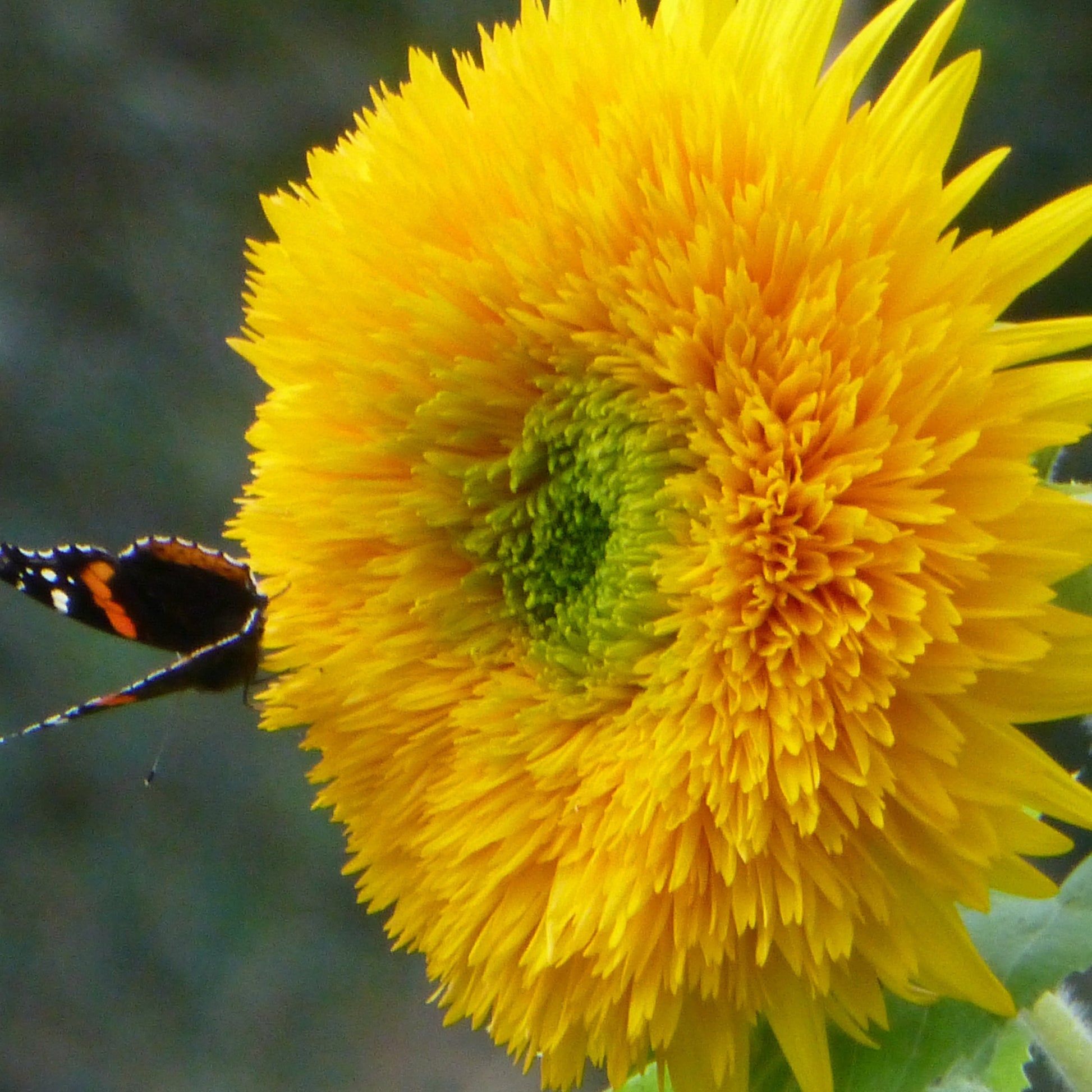 Sunflower - Teddy Bear - 20 seeds - Small Garden Sowing