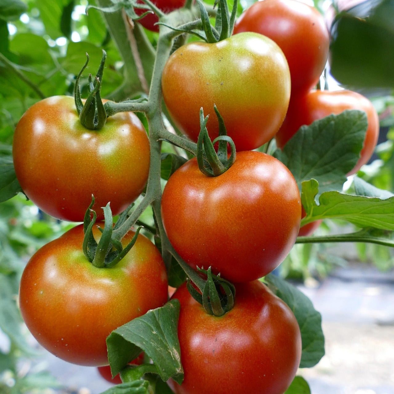 Small Garden Sowing - Tomato Alisa Craig