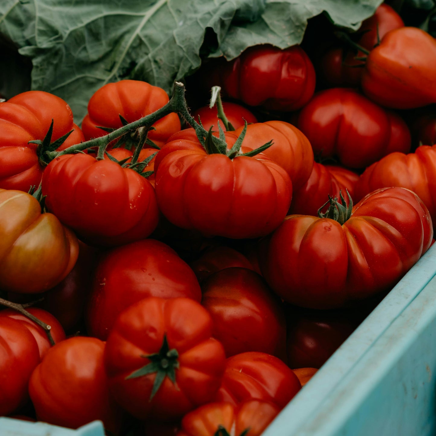 Tomato - Marmande Superprecoce - 15 seeds - Small Garden Sowing