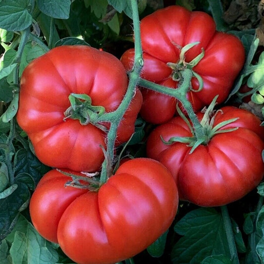 Tomato - Marmande Superprecoce - 15 seeds - Small Garden Sowing