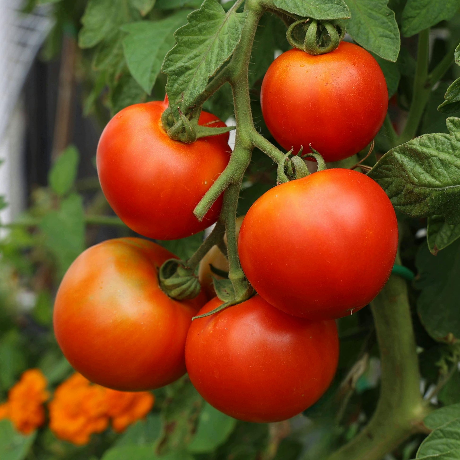 Tomato - Moneymaker - 15 seeds - Small Garden Sowing