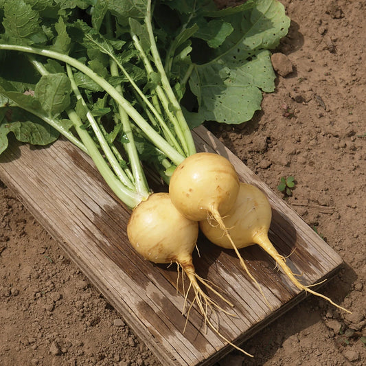 Turnip - Gold Ball - 40 seeds