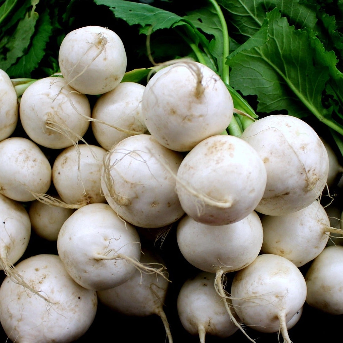 Turnip - Milan White - 50 seeds - Small Garden Sowing