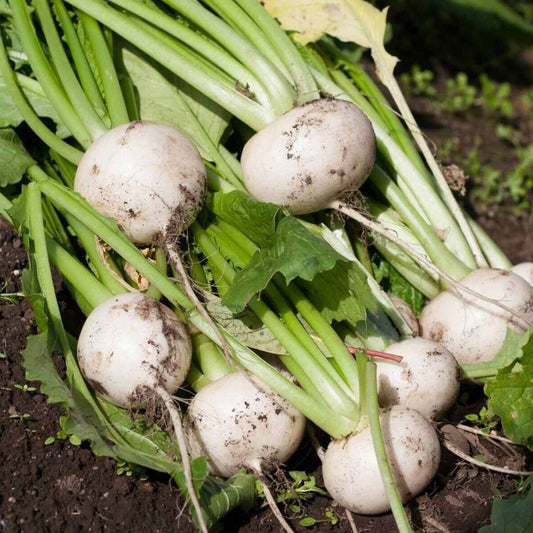 Turnip - Milan White - 50 seeds