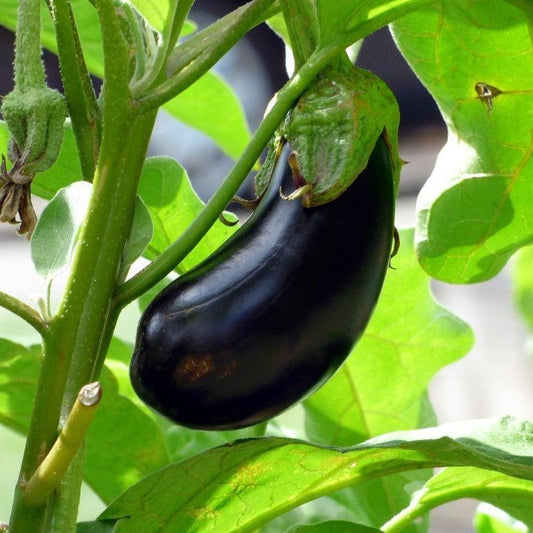 Aubergine - Black Beauty - 15 seeds - Small Garden Sowing