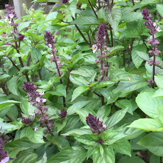 Basil - Cinnamon - 50 seeds - Small Garden Sowing