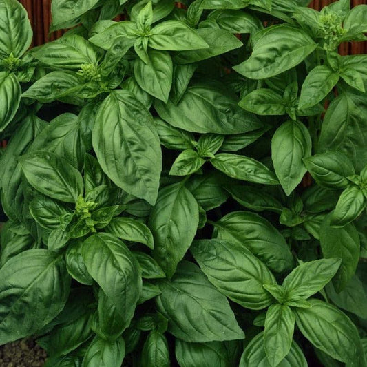 Basil - Genovese - 50 seeds - Small Garden Sowing