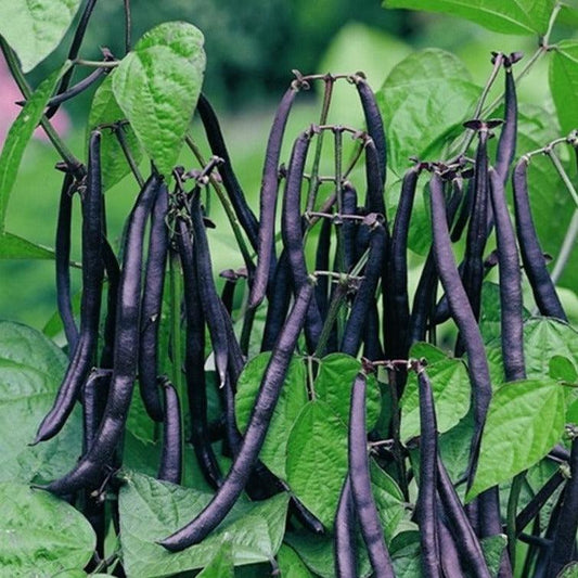 Bean - Dwarf French - Purple Queen - 15 seeds - Small Garden Sowing